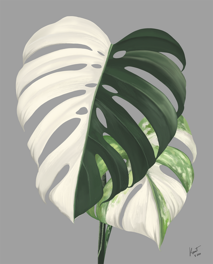 Monstera deliciosa