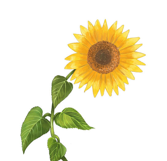 Helianthus