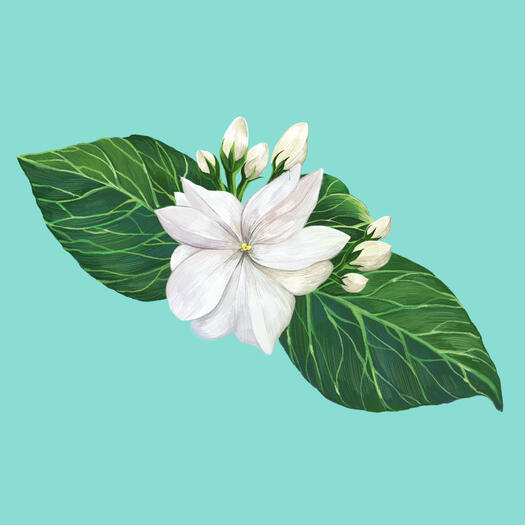 Jasminum multiflorum